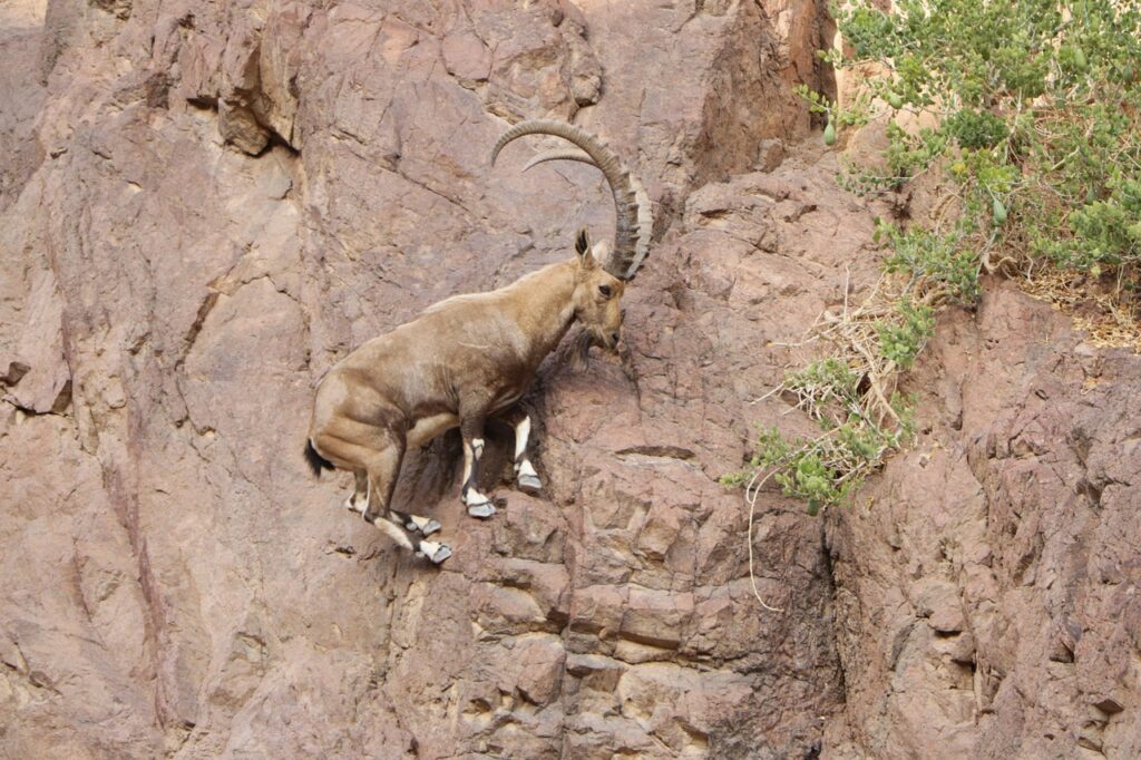 goat, mountain goat, nubian ibex-4986627.jpg