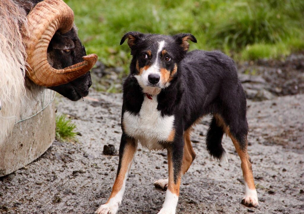 ram, sheepdog, standoff-981882.jpg