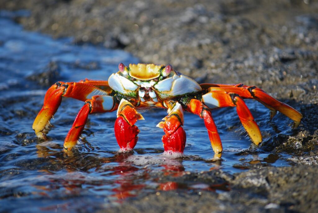 crab, amazon, colorful, creepy, legs, nature, insect, ocean, sea life, crab, crab, crab, crab, crab-437346.jpg